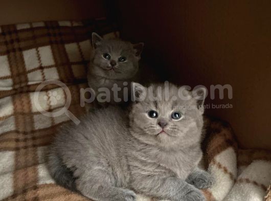 British Shorthair Kitten görsel