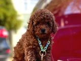 Safkan Toy Poodle Yavrularımız