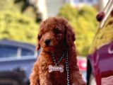 Safkan Toy Poodle