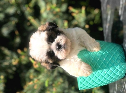 İkizlerin En Tatlısı Toy Poodle Yavrularımız