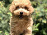 Apricot Renginde Toy Poodle Yavrularımız