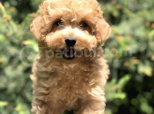 Apricot Renginde Toy Poodle Yavrularımız görsel