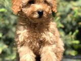 İkizlerin En Tatlısı Toy Poodle Yavrularımız