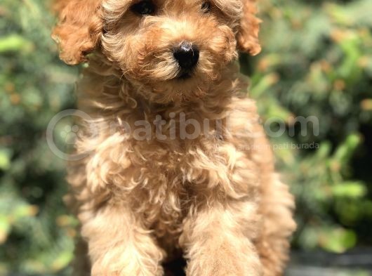 İkizlerin En Tatlısı Toy Poodle Yavrularımız görsel