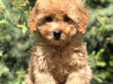 Apricot Renginde Toy Poodle Yavrularımız