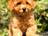 Üst Kali̇te Toy Poodle Yavrular