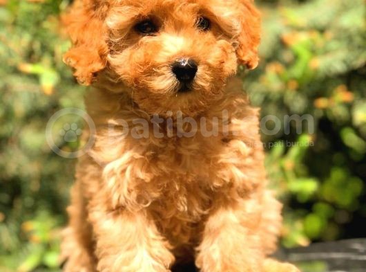 Üst Kali̇te Toy Poodle Yavrular görsel