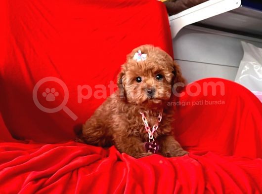 Red Brown Toy Poodle görsel