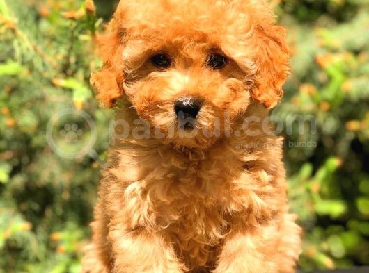 Üst Kali̇te Toy Poodle Yavrular