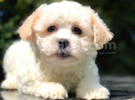 Xs Maltipoo Yavrumuz