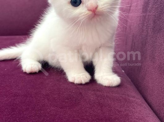 Benimle Yaşamak Istermisin görsel