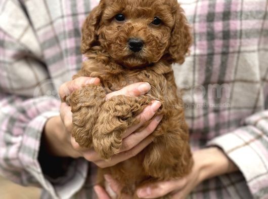 Bebek Surat Toy Poodle Yavrular