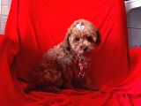 Red Brown Toy Poodle