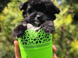 Xs Maltipoo Yavrumuz