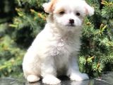 Xs Maltipoo Yavrumuz