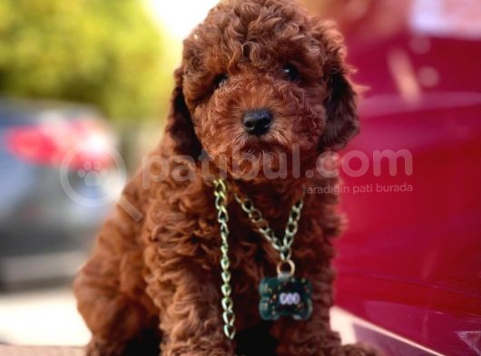 Safkan Toy Poodle Yavrularımız görsel