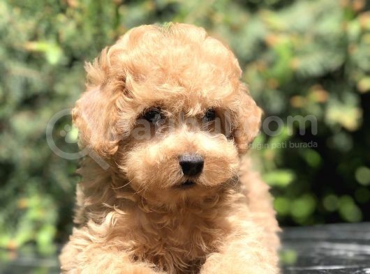 Apricot Renginde Toy Poodle Yavrularımız görsel
