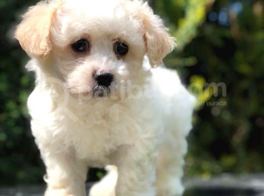 Xs Maltipoo Yavrumuz görsel