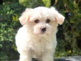 Xs Maltipoo Yavrularımız