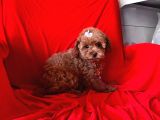 Red Brown Toy Poodle