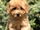 İkizlerin En Tatlısı Toy Poodle Yavrularımız