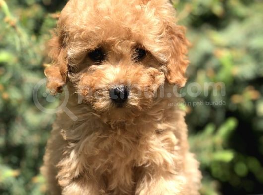 İkizlerin En Tatlısı Toy Poodle Yavrularımız görsel