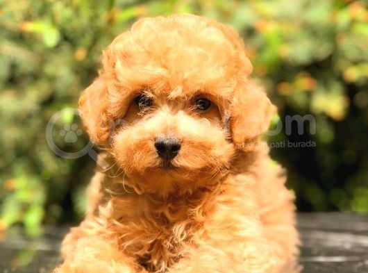 Toy Poodle Üst Kali̇te Bebekler görsel