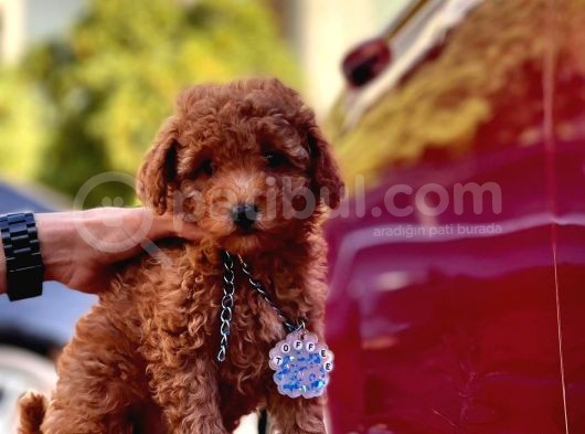Orjinal Toy Poodle