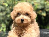 Apricot Renginde Toy Poodle Yavrularımız