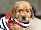 Show Kalite Maltipoo Yavrular