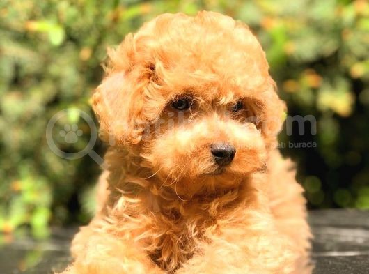 Toy Poodle Üst Kali̇te Bebekler görsel