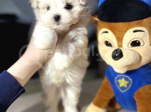 Mini Boy Maltese Sevimli Yavrular görsel
