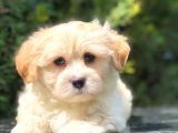 En Güzel Maltipoo Yavrularımız