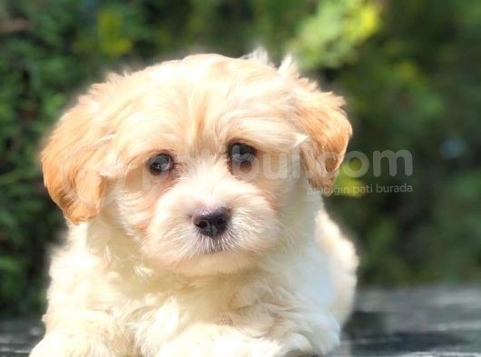 En Güzel Maltipoo Yavrularımız görsel