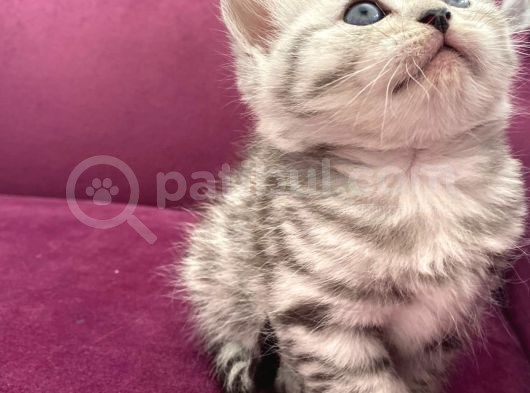 Benimle Yaşamak Istermisin görsel