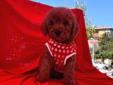 Red  Toy Poodle Tüy Dökmeyen Yavrular