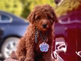 Orjinal Toy Poodle