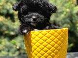 Xs maltipoo yavrumuz