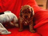 Toy Poodle aşili Di̇şi̇ Erkek