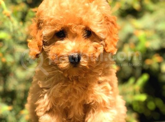 Üst Kali̇te Toy Poodle Yavrular görsel