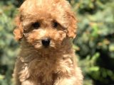 İkizlerin En Tatlısı Toy Poodle Yavrularımız