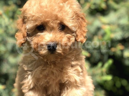 İkizlerin En Tatlısı Toy Poodle Yavrularımız görsel