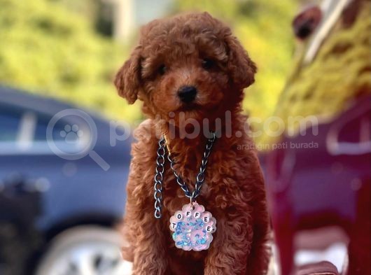 Safkan Toy Poodle Yavrularımız görsel