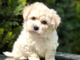 Xs Maltipoo Yavrularımız