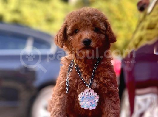 Safkan Toy Poodle Yavrularımız görsel