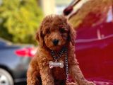 Safkan Toy Poodle