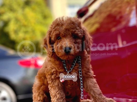 Safkan Toy Poodle görsel