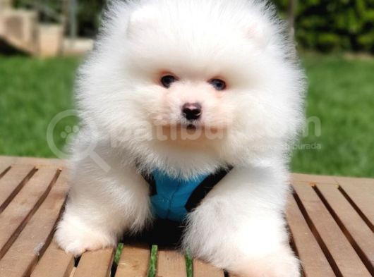 Teddy Face Pomeranian Boo Yavrularımız görsel