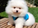 Teddy Face Pomeranian Boo Yavrularımız