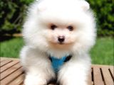 Teddy Face Pomeranian Boo Yavrularımız